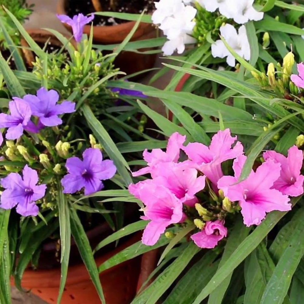Bundle of 4 - Dwarf Mexican Petunia plants